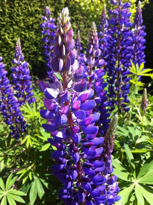 lupine nature flower