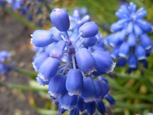 lupine flower nature