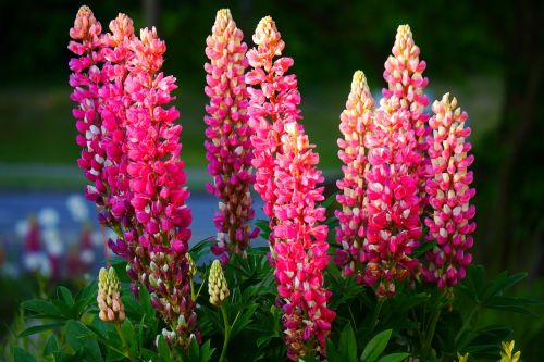 lupine garden nature