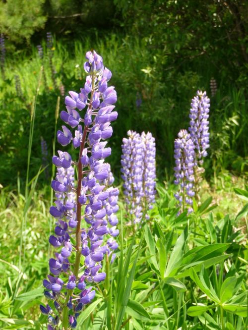 lupines flowers wildflowers