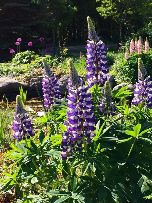 lupins flowers lupine