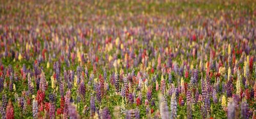 lupins natural summer