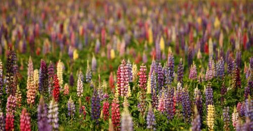 lupins natural summer