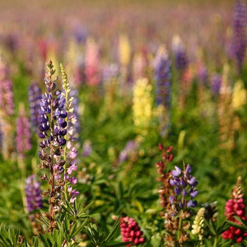 lupins natural summer