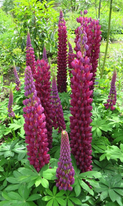 lupins pink purple