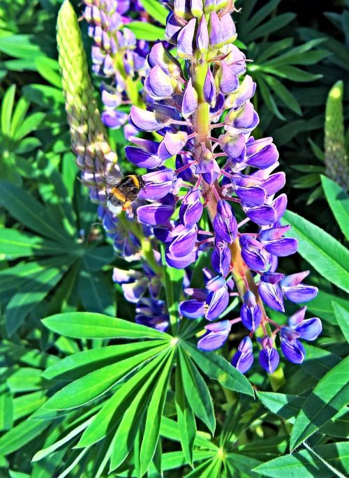 lupins plant flower