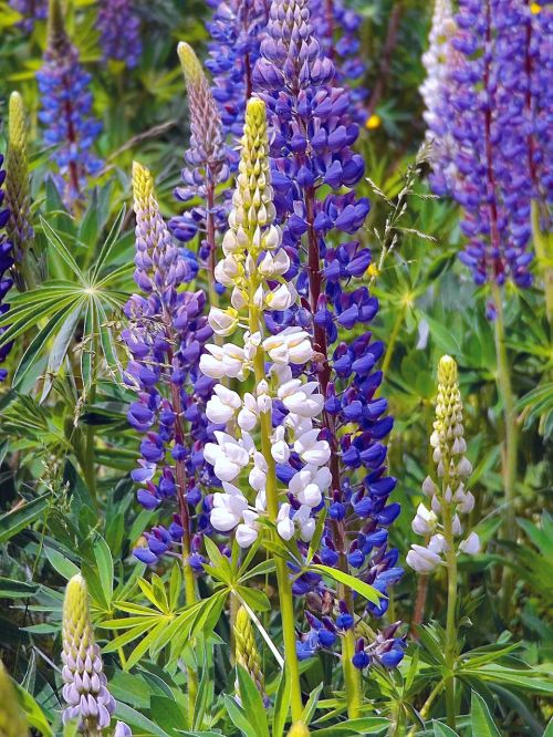 lupins wildflowers purple