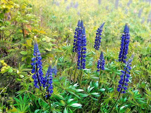 lupins field summer