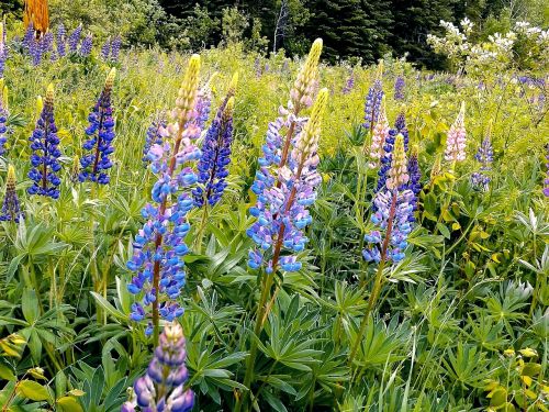 lupins wildflowers spring