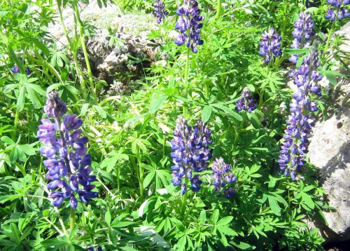 lupins blue mountain flowers