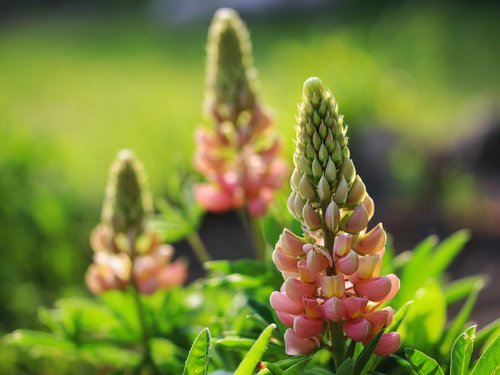 lupins  flowers  spring
