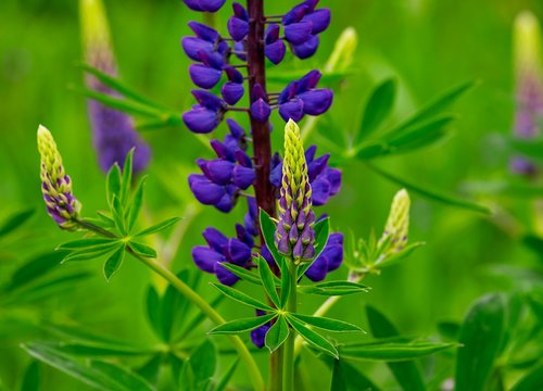 lupins  lupinus polyphyllus  flowers