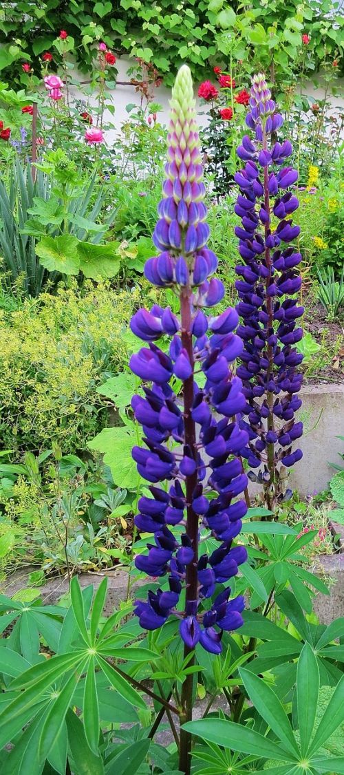 lupins blue spring