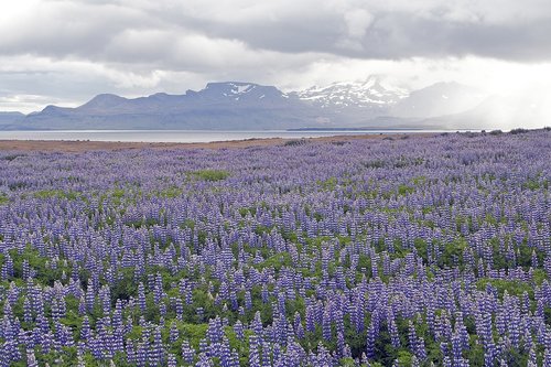 lupins  flowers  iceland