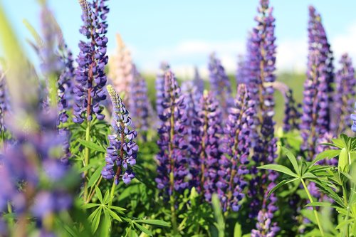 lupins  flowers  lupine