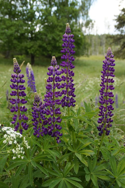 lupins  meadow  summer