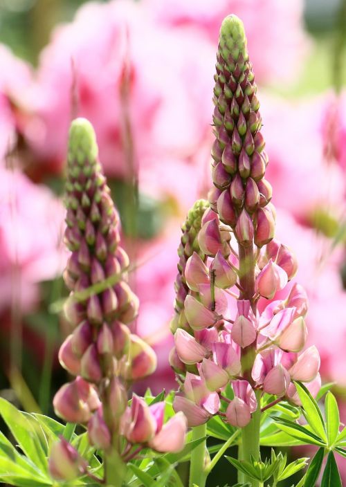 lupins pink blue