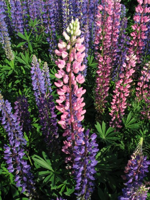 Lupins