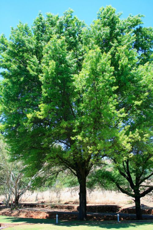 Lush Green Tree