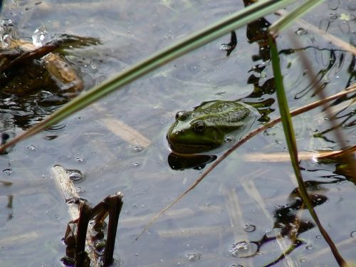 lutry lake the frog