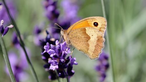 lycaon butterfly satyrinae