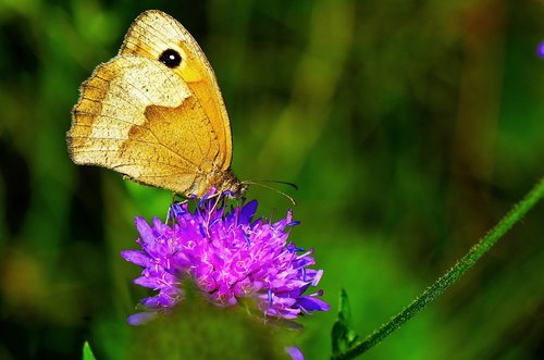 lycaon  butterfly  flower meadow