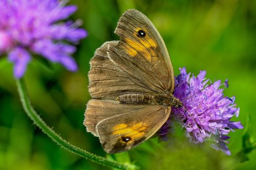 lycaon  nature  butterfly