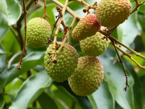 lychees fruit green
