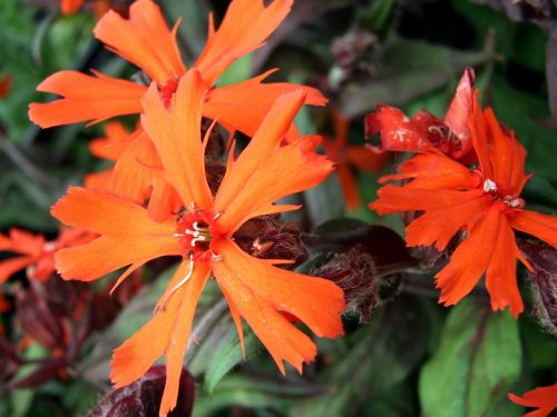 lychnis flower perennial