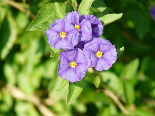 lycianthes rantonnetii solanum rantonnetii lycianthes