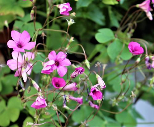 lyckoklöver clover flower