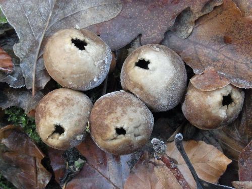 lycoperdon mushrooms plant