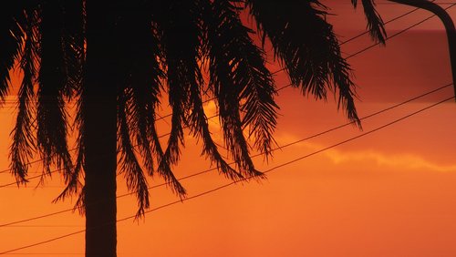 lying  the sun  palm