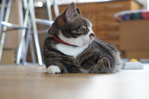 cat cat profile striped cat