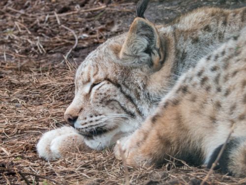 lynx sleep animal