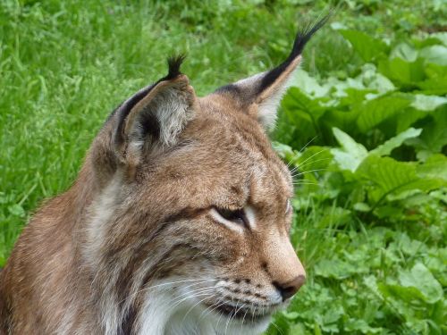 lynx cat wildcat