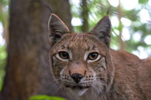 lynx cat felidae