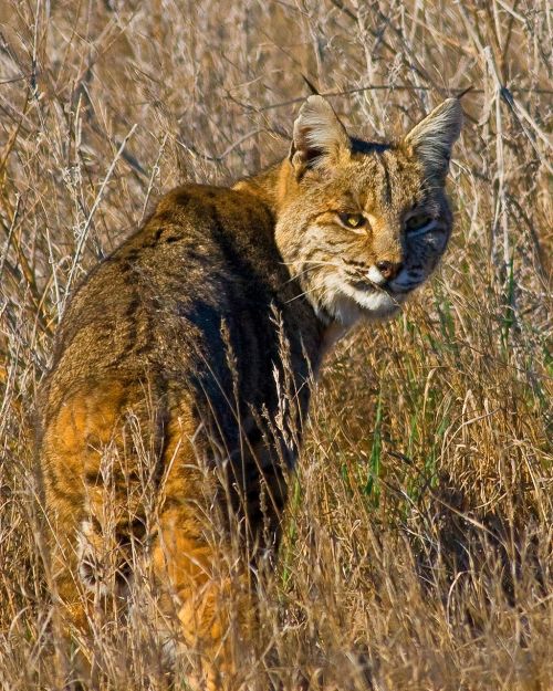 lynx bobcat wildlife