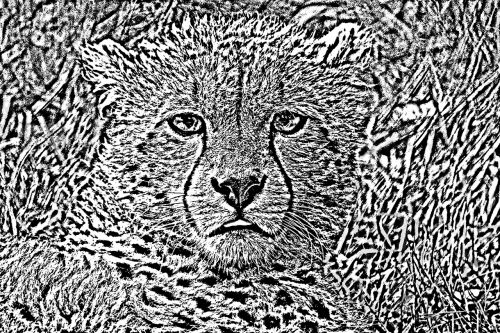 lynx animal africa
