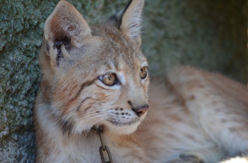 lynx zoo puppy