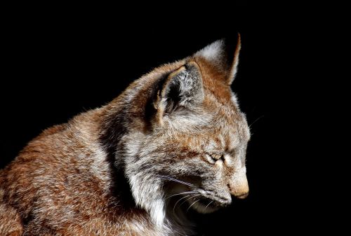 lynx wild animal wildcat