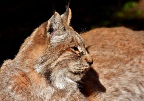 lynx wild animal wildcat