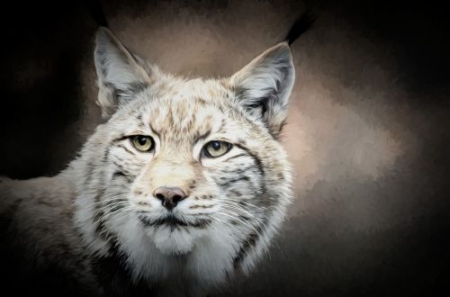 lynx wildlife cat