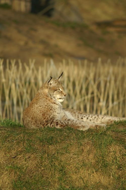 lynx wildcat