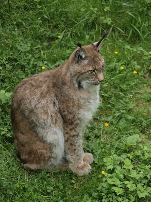 lynx cat animal