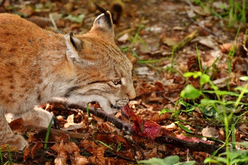 lynx wild animal dangerous