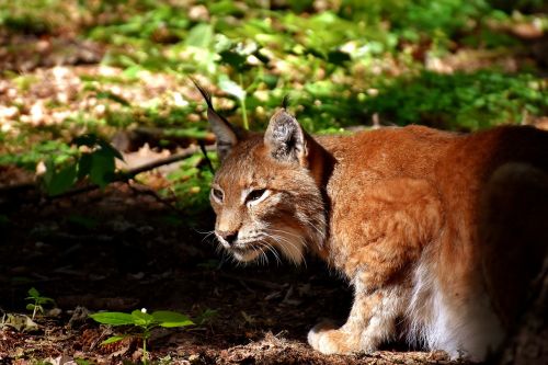 lynx wild animal dangerous