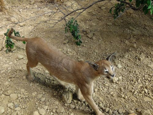 lynx wild animal