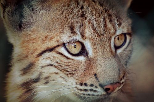 lynx lynx baby young animal