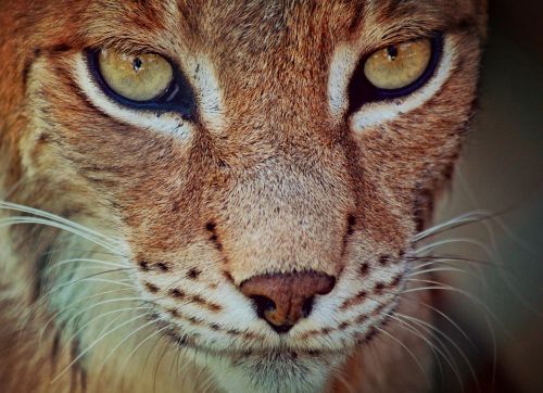 lynx predator cat